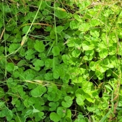 Dichondra repens at Crooked Corner, NSW - 8 Jan 2022