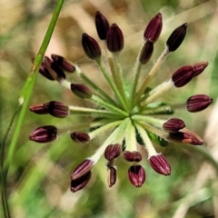 Oreomyrrhis eriopoda (Australian Carraway) at Burwood Creek Nature Reserve - 8 Jan 2022 by tpreston