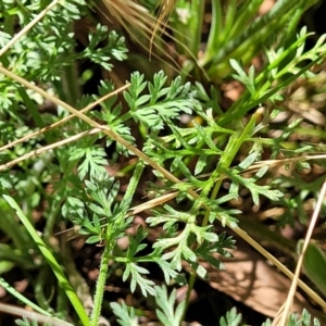 Oreomyrrhis eriopoda at Crooked Corner, NSW - 8 Jan 2022