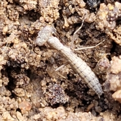 Bolbe sp. (genus) (Ground Mantis) at Crooked Corner, NSW - 8 Jan 2022 by trevorpreston