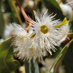 Eucalyptus macrorhyncha (Red Stringybark) at Crooked Corner, NSW - 8 Jan 2022 by trevorpreston