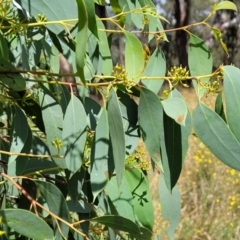 Eucalyptus macrorhyncha at Crooked Corner, NSW - 8 Jan 2022