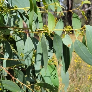 Eucalyptus macrorhyncha at Crooked Corner, NSW - 8 Jan 2022 11:23 AM