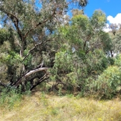 Eucalyptus macrorhyncha at Crooked Corner, NSW - 8 Jan 2022 11:23 AM