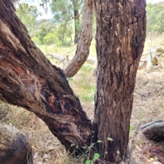 Eucalyptus macrorhyncha at Crooked Corner, NSW - 8 Jan 2022 11:23 AM