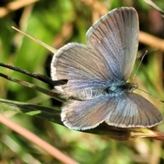 Zizina otis (Common Grass-Blue) at Burwood Creek Nature Reserve - 8 Jan 2022 by tpreston