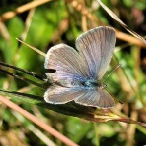 Zizina otis at Crooked Corner, NSW - 8 Jan 2022