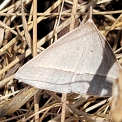 Epidesmia hypenaria (Long-nosed Epidesmia) at Crooked Corner, NSW - 8 Jan 2022 by trevorpreston