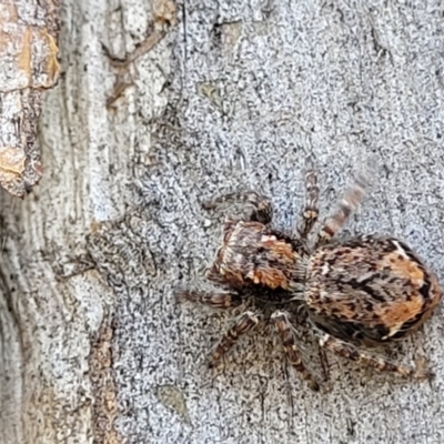 Servaea incana (Hoary Servaea) at Burwood Creek Nature Reserve - 8 Jan 2022 by tpreston