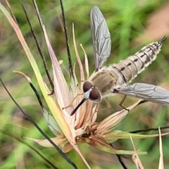 Trichophthalma sp. (genus) (Tangle-vein fly) at Crooked Corner, NSW - 8 Jan 2022 by tpreston