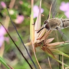 Trichophthalma sp. (genus) at Crooked Corner, NSW - 8 Jan 2022