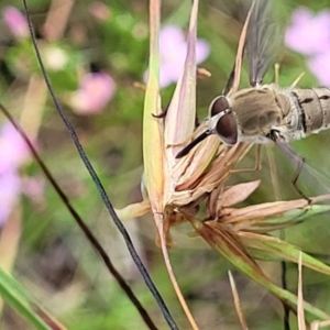 Trichophthalma sp. (genus) at Crooked Corner, NSW - 8 Jan 2022