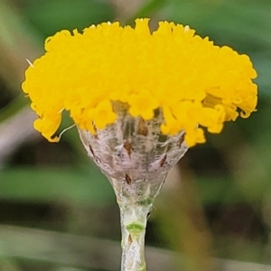 Leptorhynchos squamatus at Crooked Corner, NSW - 8 Jan 2022