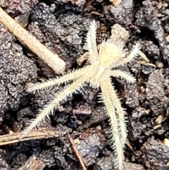 Sidymella hirsuta (Hairy crab spider) at Burwood Creek Nature Reserve - 8 Jan 2022 by tpreston