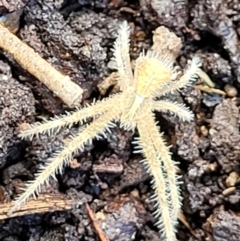 Sidymella hirsuta at Crooked Corner, NSW - 8 Jan 2022