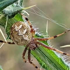 Salsa fuliginata (Sooty Orb-weaver) at Crooked Corner, NSW - 8 Jan 2022 by trevorpreston