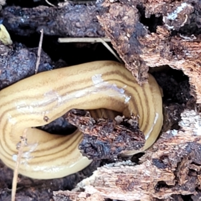 Fletchamia quinquelineata (Five-striped flatworm) at Crooked Corner, NSW - 8 Jan 2022 by trevorpreston