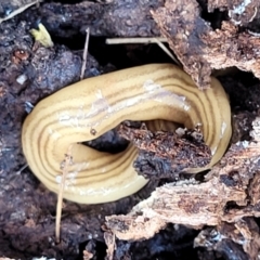 Fletchamia quinquelineata at Crooked Corner, NSW - 8 Jan 2022 11:00 AM