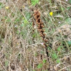 Orobanche minor (Broomrape) at Burwood Creek Nature Reserve - 7 Jan 2022 by tpreston