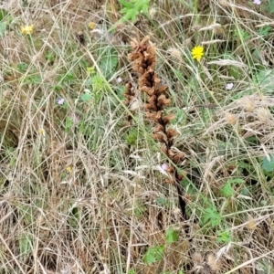 Orobanche minor at Crooked Corner, NSW - 8 Jan 2022