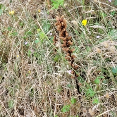Orobanche minor (Broomrape) at Crooked Corner, NSW - 8 Jan 2022 by trevorpreston