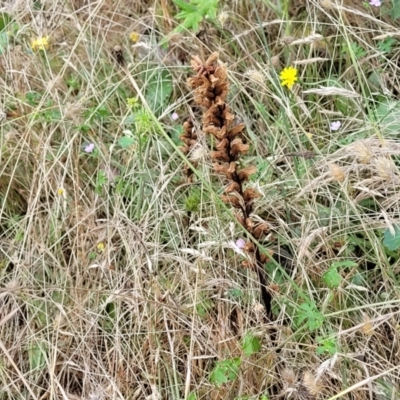 Orobanche minor (Broomrape) at Crooked Corner, NSW - 8 Jan 2022 by trevorpreston