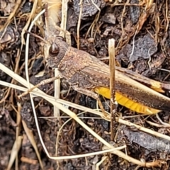 Urnisa sp. (genus) (A short horned grasshopper) at Crooked Corner, NSW - 7 Jan 2022 by tpreston