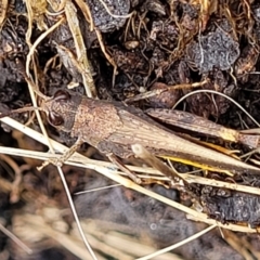 Urnisa sp. (genus) at Crooked Corner, NSW - 8 Jan 2022