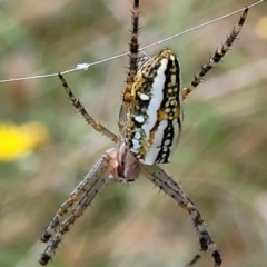 Plebs bradleyi (Enamelled spider) at Crooked Corner, NSW - 8 Jan 2022 by trevorpreston