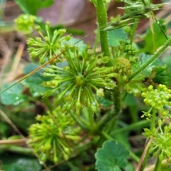 Hydrocotyle laxiflora (Stinking Pennywort) at Burwood Creek Nature Reserve - 7 Jan 2022 by tpreston