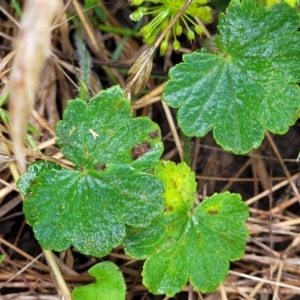 Hydrocotyle laxiflora at Crooked Corner, NSW - 8 Jan 2022 10:53 AM