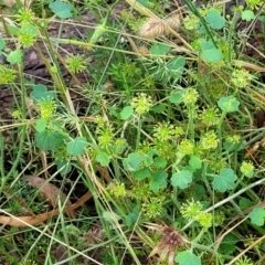 Hydrocotyle laxiflora at Crooked Corner, NSW - 8 Jan 2022 10:53 AM