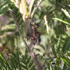 Jalmenus ictinus (Stencilled Hairstreak) at Hackett, ACT - 8 Jan 2022 by DavidForrester