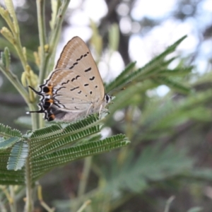 Jalmenus ictinus at Hackett, ACT - 8 Jan 2022