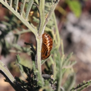 Jalmenus ictinus at Hackett, ACT - 8 Jan 2022