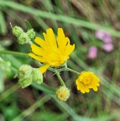 Crepis capillaris (Smooth Hawksbeard) at Burwood Creek Nature Reserve - 7 Jan 2022 by tpreston