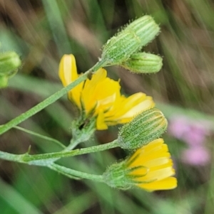 Crepis capillaris at Crooked Corner, NSW - 8 Jan 2022 10:51 AM