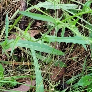 Crepis capillaris at Crooked Corner, NSW - 8 Jan 2022 10:51 AM