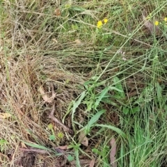 Crepis capillaris at Crooked Corner, NSW - 8 Jan 2022 10:51 AM