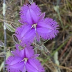 Thysanotus tuberosus (Common Fringe-lily) at Jerrabomberra, NSW - 8 Jan 2022 by Rohanna