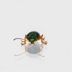 Eumolpinae (subfamily) (Unidentified Eumolpinae Leaf-beetle) at QPRC LGA - 29 Nov 2021 by MarkT