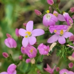 Centaurium erythraea (Common Centaury) at Crooked Corner, NSW - 8 Jan 2022 by trevorpreston