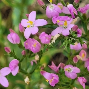 Centaurium erythraea at Crooked Corner, NSW - 8 Jan 2022 10:49 AM