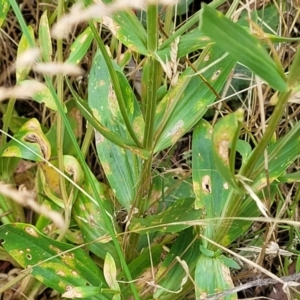 Centaurium erythraea at Crooked Corner, NSW - 8 Jan 2022 10:49 AM