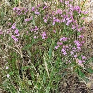 Centaurium erythraea at Crooked Corner, NSW - 8 Jan 2022 10:49 AM