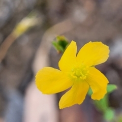 Hypericum gramineum (Small St Johns Wort) at Crooked Corner, NSW - 8 Jan 2022 by trevorpreston