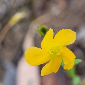 Hypericum gramineum at Crooked Corner, NSW - 8 Jan 2022