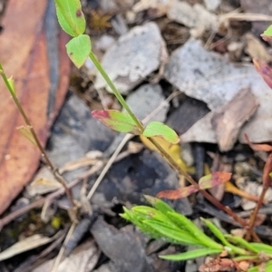 Hypericum gramineum at Crooked Corner, NSW - 8 Jan 2022