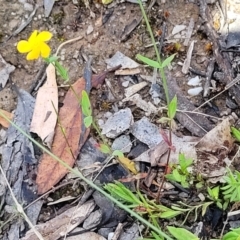 Hypericum gramineum at Crooked Corner, NSW - 8 Jan 2022