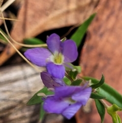 Veronica gracilis (Slender Speedwell) at Crooked Corner, NSW - 8 Jan 2022 by trevorpreston